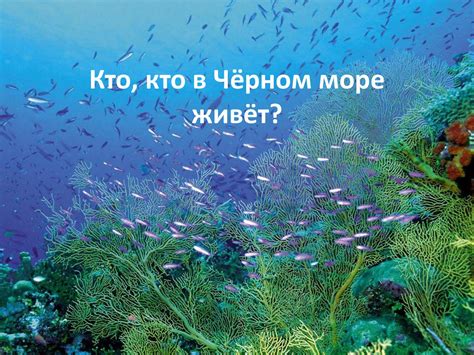 жывые индикаторы в чёрном море чистой воды?